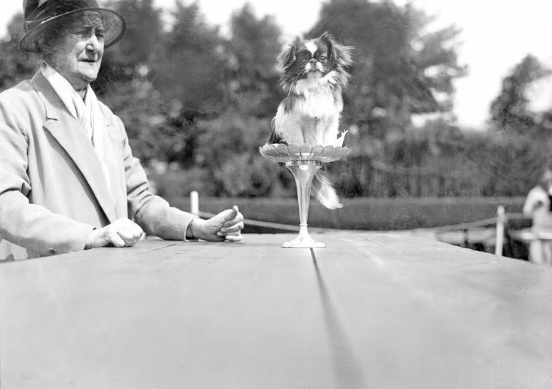 Faymor Angela, được cho là một trong những con chó nhỏ nhất nước Anh, xuất hiện trong cuộc thi chó giống Bắc Kinh, 1929. Ảnh: Vintag.