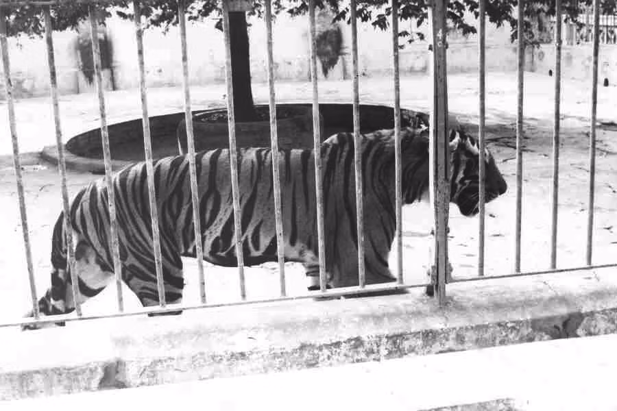 Chuồng nuôi hổ Đông Dương. Ảnh: Ken Hoggard.