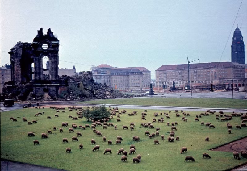 Sử dụng cừu làm "máy cắt cỏ" ở Dresden năm 1960. Ảnh: Normann Flickr. Lâu đài Wartburg ở thành phố Eisenach nhìn từ xa. Ảnh: Normann Flickr.
