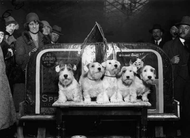 Những chú chó giống Sealyham Terriers chiến thắng trong cuộc thi ở London năm 1930. Ảnh: Vintag.