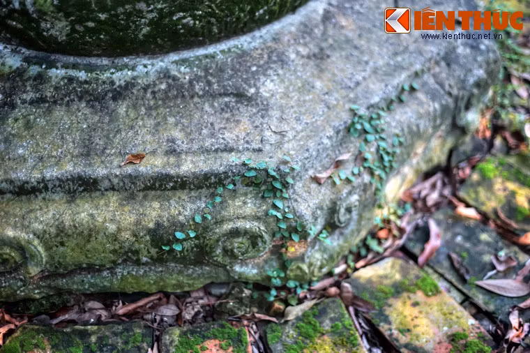 Rêu xanh và cây dại bao mọc tràn lên như tô đậm thêm nét cổ kính của chiếc giếng có tuổi đời nửa thiên niên kỷ.