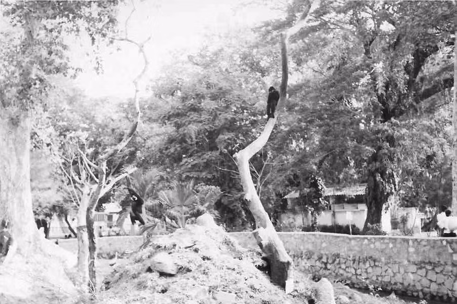 Đảo vượn của Thảo Cầm Viên. Ảnh: Ken Hoggard.