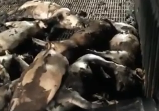  Cháy trang trại nuôi lợn ở Hải Dương khiến hơn 400 con bị chết: Sáng 15/7, đám cháy bất ngờ xảy ra tại trang trại lợn thuộc Công ty Cổ phần thuốc thú y AMAVET (thôn Quảng Tân, xã Nam Tân, huyện Nam Sách, Hải Dương) do ông Nguyễn Văn Quyền (SN 1964) quản lý. Vụ cháy khiến toàn bộ hệ thống trần chống nóng của trang trại bị ngọn lửa thiêu rụi và hơn 400 con lợn (hơn 300 lợn con, hơn 100 lợn nái) bị chết. 