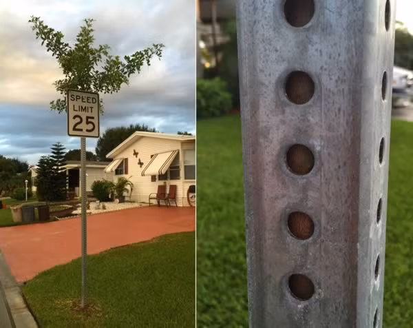 Ở vịnh Barefoot, Florida, Mỹ, một cái cây đã mọc bất chấp được "bọc thép" bên ngoài.