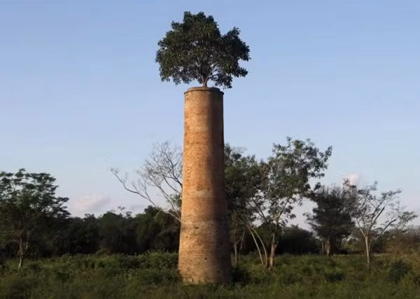 Cây mọc từ đỉnh của một ống khói trong một khu nhà máy bỏ hoang ở Luque, ở vùng ngoại ô của Asuncion, Paraguay.