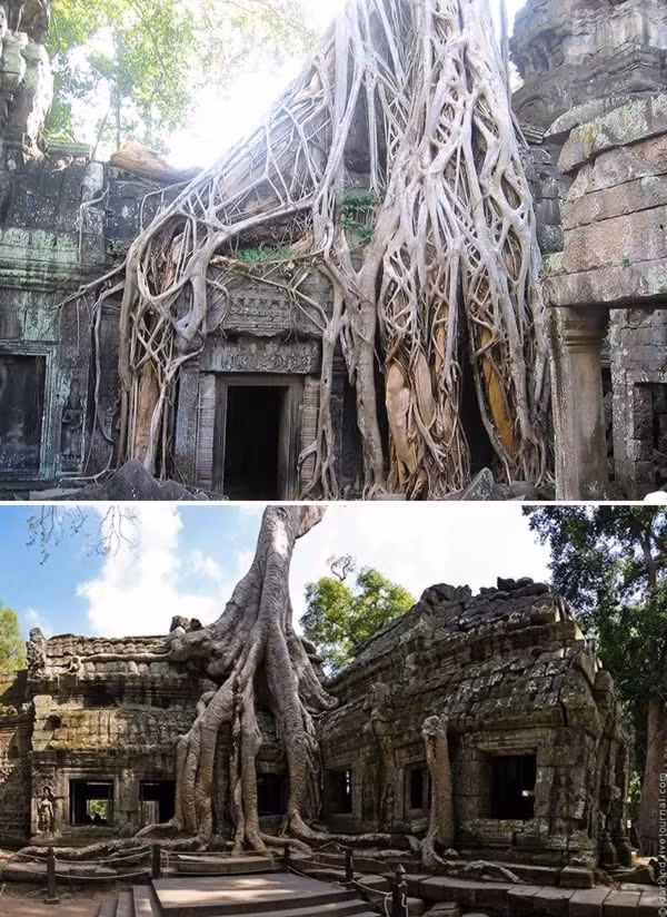 Ta Prohm là một ngôi đền tại Angkor, Campuchia và nó cực kỳ nổi tiếng với cây cổ thụ và bộ rễ bao trùm cả ngôi đền. Hình ảnh thực đẹp như siêu thực này đã từng xuất hiện trong nhiều bộ phim hành động.