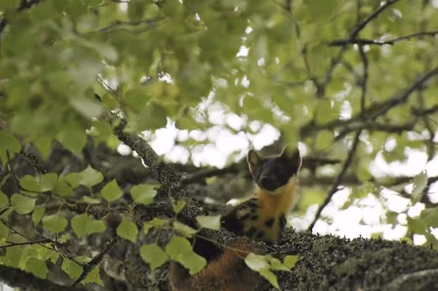 Chồn thông là một loài chồn ăn thịt rất quý hiếm thuộc chi Chồn mactet, có kích thước của một con mèo, phổ biến ở xứ Wales, nước Anh. Tuy nhiên, theo báo cáo của Tổ chức VWT kết luận loài chồn này đã tuyệt chủng trong thế kỷ 20 do nạn săn bắt và mất đi môi trường sống phù hợp