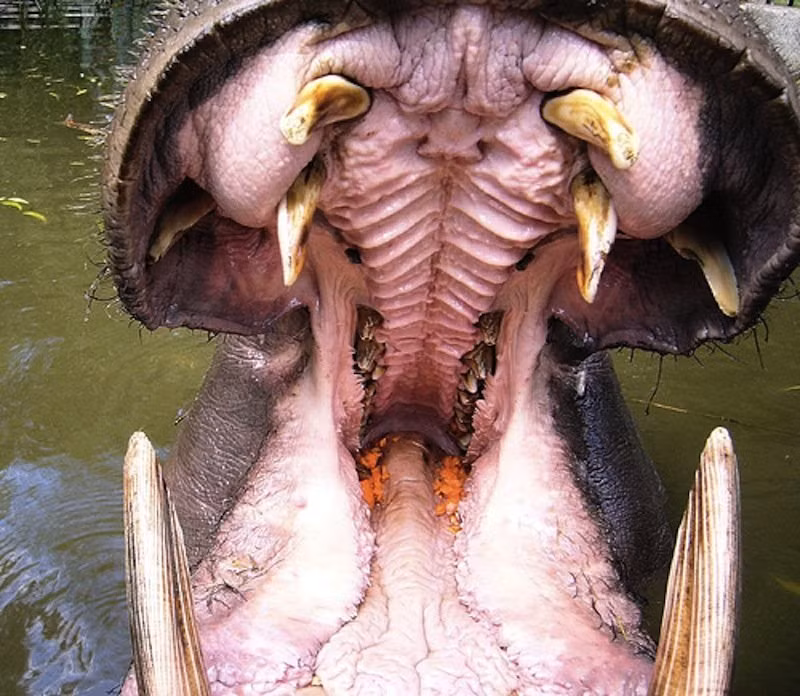 Năm 1990, nhóm du lịch do Paul Templer tại Zimbabwe bị một con hà mã đực phục kích. Ông cố gắng cứu một đồng nghiệp nhưng lại bị con hà mã xé toạc cả chân, cắt đứt một cánh tay, làm gãy xương sườn khiến xương đâm vào ngực. Nhưng cuối cùng, ông vẫn sống sót thần kỳ.