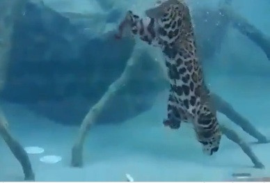 Bao dom hoang tuong nghi minh la ca