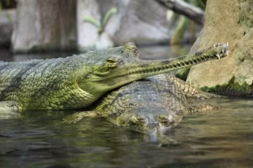 Tên khoa học của cá sấu Ấn Độ hay cá sấu sông Hằng là Gharial. Dù cá sấu Gharial sở hữu chiều dài lên tới 6 m, có vẻ ngoài đáng sợ, song chúng rất lành. Với miệng hẹp và nhiều răng, Gharial chỉ xơi tái những con cá mà không bén mảng đến những con mồi lớn hơn như nhiều loài cá sấu khác. Hiện nay loài cá sấu có vẻ ngoài đáng sợ này đối mặt với nguy cơ tuyệt chủng cao bởi nó chỉ tồn tại ở phạm vi rất nhỏ, khoảng 2%, ở khu vực vốn là nơi cư ngụ của loài cá sấu Nam Á này.