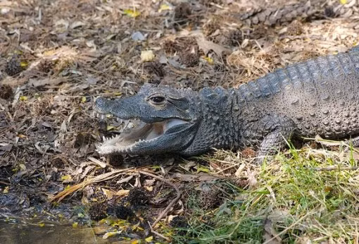 Cá sấu lùn ( Dwarf Crocodile ) là loài cá sấu nhỏ nhất được tìm thấy trong các khu rừng nhiệt đới Tây Phi. Chúng có chiều dài 1,6m, cũng có con có chiều dài tối đa là 1,9m. Cơ thể của cá sấu lùn có màu đen và một tấm giáp không chỉ bảo vệ nó khỏi bị tổn thương mà còn giúp ngăn loài động vật khỏi bị đốt cháy bởi nắng nóng.