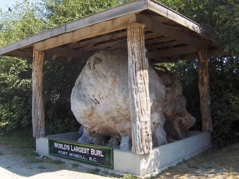 Giống như bệnh ung thư, các tế bào ở cái bướu trên cây sinh sôi nảy nở không thể kiểm soát, tạo thành một cái bướu cây bất thường.