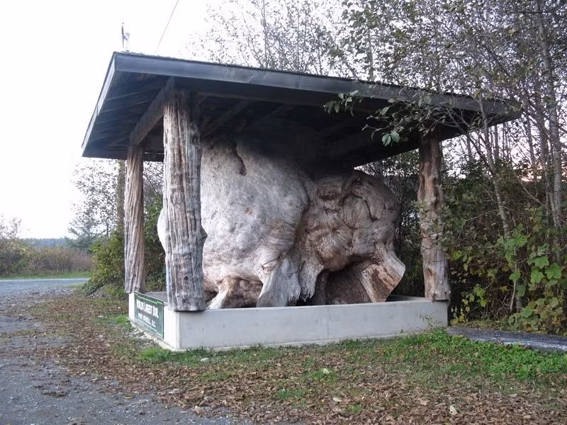 Ở một số loài cây gỗ đỏ như cây tùng, những cái bướu này có thể phát triển tới kích thước khổng lồ. Điều này không khó giải thích vì cây tùng là một trong những loài cây cao, lớn nhất hành tinh.