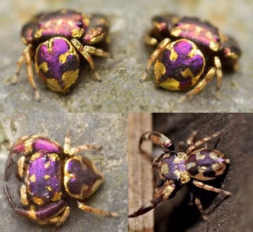 Nhện nhảy có rất nhiều hình dạng, kích thước và màu sắc nhưng con nhện nhảy (Thailand Jeweled Jumping Spider) có màu vàng và tím này thực sự là một trong những con nhện xinh đẹp nhất thế giới.