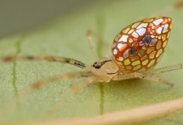 Loài nhện gương Australia (Australian Stained-Glass Mirror Spider) trông như một sinh vật ngoài hành tinh với những mảnh thủy tinh gắn trên bụng.