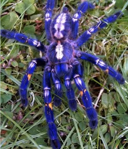 Loài nhện cây ngọc saphire (Gooty Sapphire Ornamental Tree Spider) có cơ thể màu xanh lam quyến rũ nhưng có thể làm bạn chết khiếp với kích thước lên tới 15-20cm.