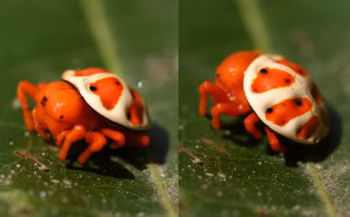 Loài nhện rùa da cam thực sự là một sinh vật dễ thương với ngoại hình y như một chú rùa tí hon và màu cam cực kỳ rực rỡ.