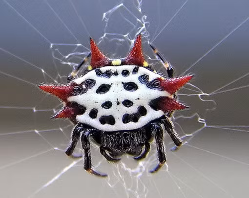 Nhện Gasteracantha (hay còn gọi là nhện cua) không phải là loài hung dữ nhưng cũng có thể khiến bạn đau bởi những cái gai cứng nhọn trên lưng chúng.