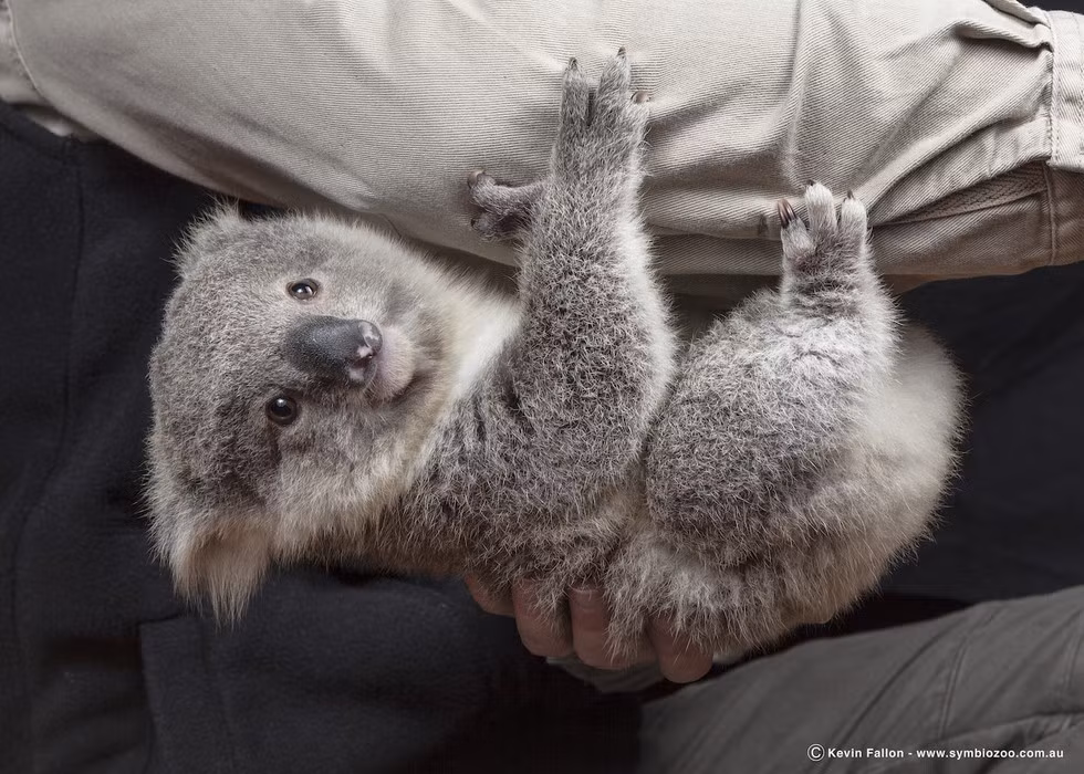 Hiện nay, cả hai chú gấu túi con đều phát triển rất khỏe mạnh.