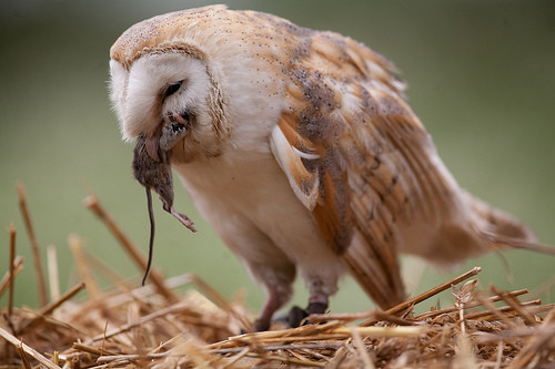 Trở thành con mồi của cú thực sự là một điều đáng sợ. Đầu tiên, con mồi sẽ bị cú bóp chết bằng đôi móng vuốt sắc nhọn, sau đó bị nuốt chửng hoặc xé nhỏ ra tùy thuộc vào kích thước. Những bộ phận không tiêu hóa được như lông, xương được gom lại và nôn ra.