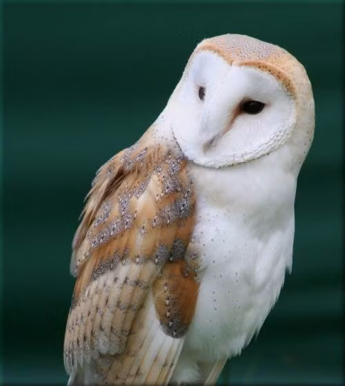 Không chỉ săn những con mồi lớn hơn bản thân (chẳng hạn như cú đại bàng săn cả con nai nhỏ), cú còn có thể biến đồng loại thành con mồi.