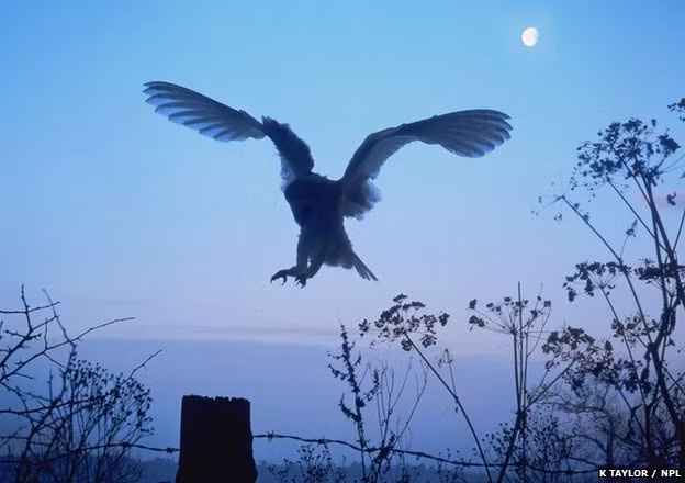 Không giống như các loài chim khác, khi bay, cú hầu như không phát ra tiếng động nhờ bộ lông đặc biệt có thể phá vỡ sự chuyển động của không khí làm giảm âm thanh xuống mức nhỏ nhất.