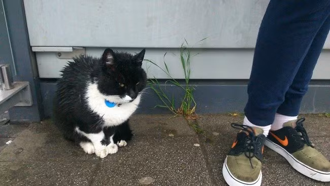 Và đó cũng là cách mà Ake cho là có tác dụng để chủ nhân của nó có thể tìm thấy nó.