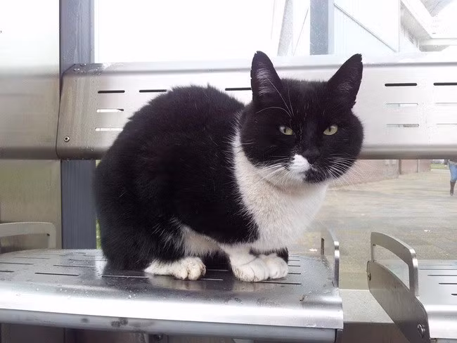 Anh chàng mèo này đã đợi ở đây suốt 10 năm qua khi chủ đi làm hoặc đi vắng. Đôi khi, chú cũng tự thưởng cho mình một chuyến đi xe điện tới địa điểm nào đó.