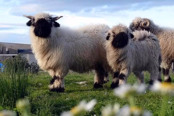 Giống cừu mũi đen này có nguồn gốc ở vùng Valais, Thụy Sĩ nên còn mang tên là cừu Valais. Chúng sống ở những nơi dốc núi, sườn đồi núi gồ ghề, hiểm trở. Với bộ lông dày của mình, cừu mũi đen có khả năng thích ứng tốt với điều kiện thời tiết giá lạnh trên vùng núi cao.