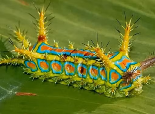 Sâu bướm Calcarifera ordinata là một loài bướm đêm thuộc họ Limacodidae, có xuất xứ từ vùng Brisbane nước Úc. Nó có kích thước dài khoảng 30 mm và có màu sắc sặc sỡ như màu vàng sáng với các màu xanh lá cây da trời và cam. Chúng đốt đau hơn ong bầu.