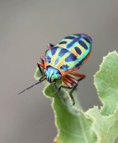 Loài bọ cầu vồng (Tên khoa học là Calidea dregii): Chúng trông như những mảnh cầu vồng bị vỡ ra vậy, dù đẹp nhưng bọ cầu vồng bị coi là loài gây hại cho mùa màng, chúng ăn cây dầu Mè, loài cây dùng để tạo ra diesel sinh học, ảnh hưởng không nhỏ đến nguồn cung cấp nguyên liệu sinh học cho các nhà máy 