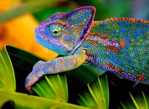 Tắc kè hoa còn được gọi là Chameleon, chúng được phân bố rộng ở các khu vực trên thế giới từ Châu Phi cho đến các vùng Nam Á. Chúng nổi bật với hình dáng khá "lạ" cổ quái, khả năng đổi màu sắc liên tục theo những mức nhiệt độ khác nhau, có rất nhiều gam màu nó có thể đổi thành: hồng, đỏ, cam, vàng, xanh, đen và nâu, cũng như các màu trộn của nó. Tắc kè hoa là một họ bò sát nổi tiếng trong tất cả các loài bò sát cảnh và đã trở thành một trong những vật nuôi "độc lạ". 