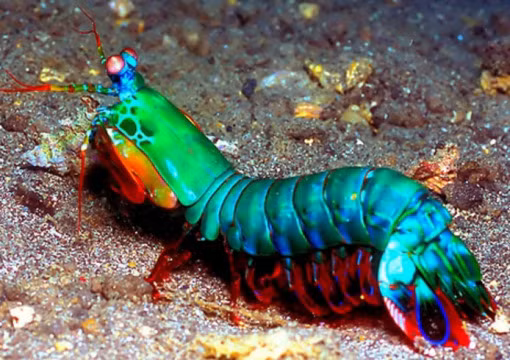 Tôm bọ ngựa hay còn gọi là tôm tít có thân nhiều màu ấn tượng, có thể biến đổi từ xanh sang đen, đỏ và vàng nhạt. Tuy nhiên chúng là loài giáp sát săn mồi hung hãn có sức mạnh siêu nhiên. Chúng có khả năng phóng ra những làn sóng xung kích vô cùng mạnh đủ khả năng làm choáng và tê liệt con mồi.