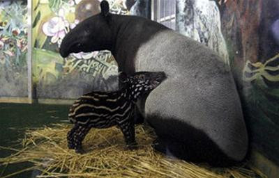 Lợn vòi (hay heo vòi) có trọng lượng 227kg - 317kg. Lợn vòi Mã Lai là loài lợn vòi lớn nhất trong khi lợn vòi núi là loài lợn vòi nhỏ nhất. Họ hàng gần nhất của chúng là ngựa và tê giác.