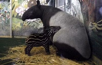 Lợn vòi (hay heo vòi) có trọng lượng 227kg - 317kg. Lợn vòi Mã Lai là loài lợn vòi lớn nhất trong khi lợn vòi núi là loài lợn vòi nhỏ nhất. Họ hàng gần nhất của chúng là ngựa và tê giác.