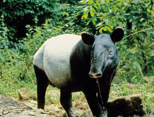 Bàn chân trước của lợn vòi có 4 ngón, bàn chân sau có 3 ngón. Mõm và môi trên của nó kéo dài thành vòi ngắn. Lợn vòi dùng cái vòi này để lấy lá cây từ các cành cây thấp, nhặt quả rụng trên mặt đất hoặc tìm thực vật thủy sinh ở dưới nước.