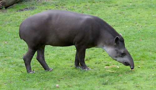 Lợn vòi thích ở dưới nước vì nước giúp làm mát cơ thể chúng và giúp chúng loại bỏ ký sinh trùng. Nó có thể nín thở được vài phút ở trong nước. Khi ấy, chiếc vòi của nó được sử dụng như một ống thở, giúp nó ẩn náu dưới nước trong một thời gian dài trong trường hợp gặp nguy hiểm.