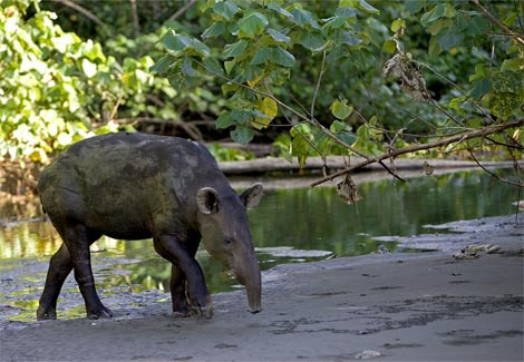  Lợn vòi cái sẽ sinh ra một lợn vòi con sau 13 tháng mang thai.