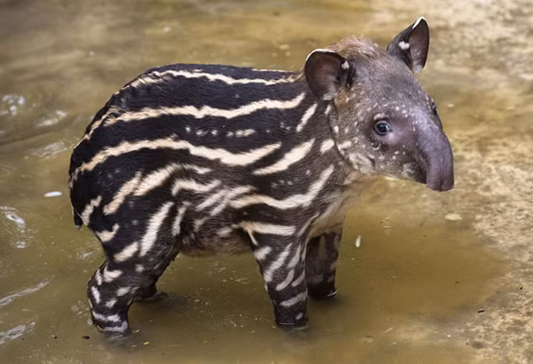 Báo đốm Mỹ, hổ, cá sấu và trăn là kẻ thù của lợn vòi.