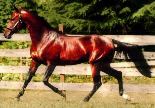 Tưởng như loài ngựa này chỉ có trong thần thoại hay truyện kể dân gian nhưng tháng 4/2011, một chuyên gia người Nhật Bản thông báo phát hiện ra những con ngựa có "mồ hôi máu" gần núi Thiên Sơn, Tân Cương, Trung Quốc đã thực sự gây chấn động dư luận thế giới. 