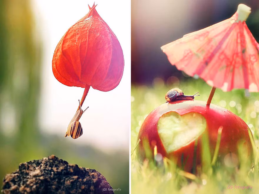 Ốc đi khinh khí cầu. Con vật trông vô cùng đáng yêu trong từng bức hình của nhiếp ảnh gia.