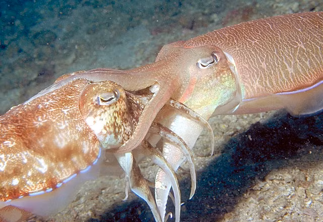 Con đực thường dùng khả năng thay đổi màu sắc để tán tỉnh con cái nhưng chúng chỉ thay đổi một nửa cơ thể, nửa còn lại có màu sắc khá trầm nhằm tránh ánh mắt soi mói của những con đực khác, giảm nguy cơ bị giành mất bạn tình.