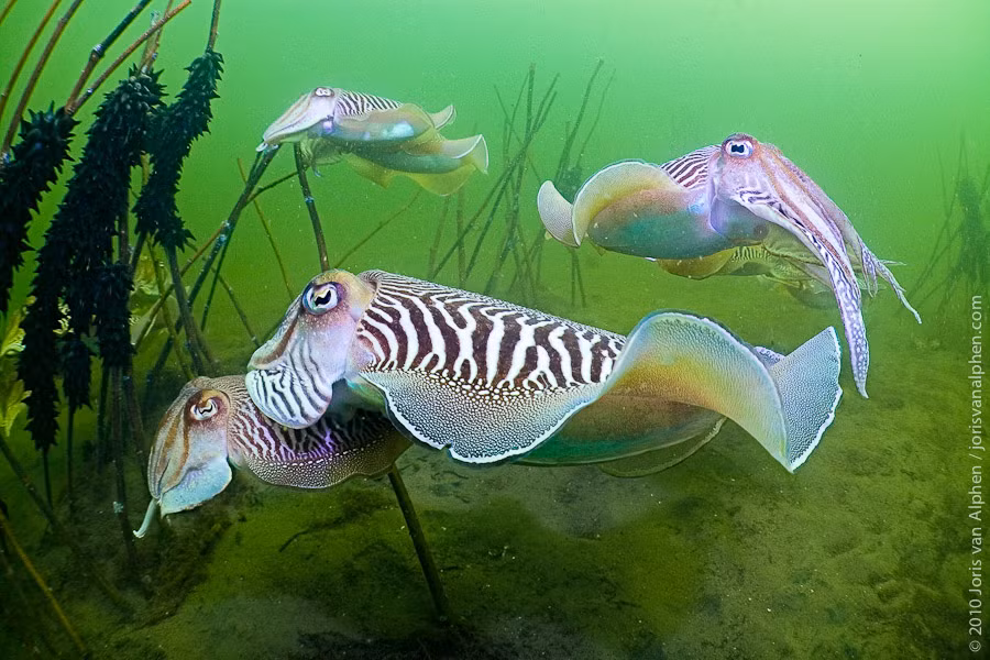 Trong mùa giao phối, mực cái “thu thập” nhiều “gói” tinh trùng trong miệng cho đến khi chọn được một “gói” thật ưng ý để thụ tinh. Tuy nhiên, con đực cũng tinh ranh không kém. Chúng thường bắn tia nước vào miệng con cái để phá hủy các gói tinh trùng mà con cái đang ngậm.