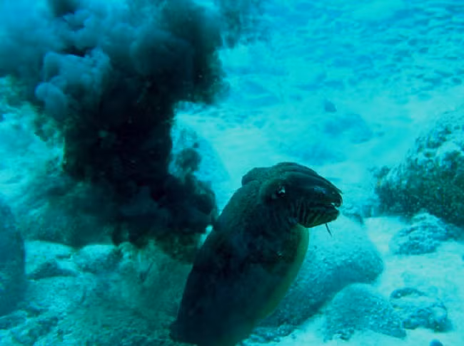 Khi bị đe dọa, loài động vật thân mềm này phun mực ra để trốn thoát khỏi nanh vuốt kẻ thù. Nếu một lần không đủ, lần thứ hai, mực sẽ phun ra một loại mực đậm hơn.