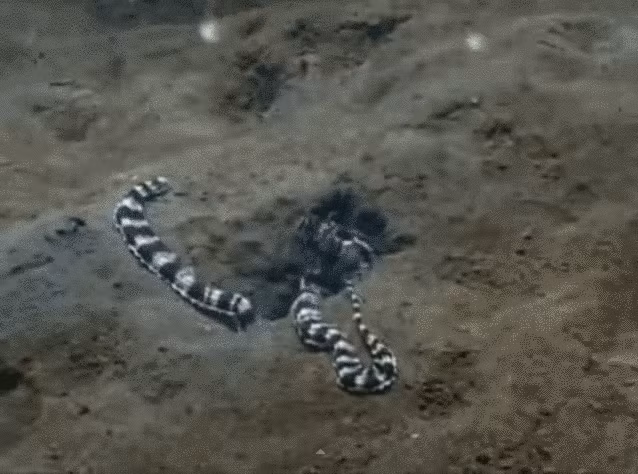 Cuối cùng, nó vẫn hiện nguyên hình là một tay săn mồi lợi hại.