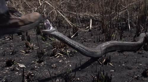 Trăn hung hăng tấn công người và máy quay phim Tran hung hang tan cong nguoi va may quay phim