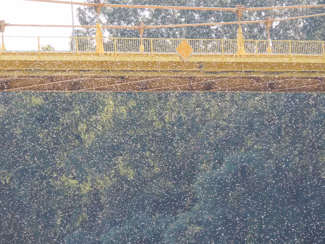 Một phần bởi phù du đuôi dài không gây thiệt hại nặng nề như châu chấu.