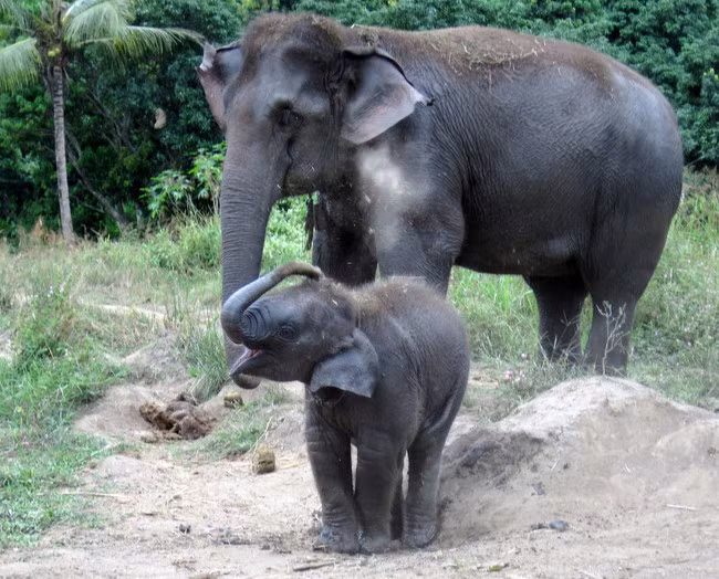 Trước khi sóng thần ập vào Ấn Độ năm 2004, những chú voi thông minh đã rút hết lên vùng đất cao hơn tránh thảm họa.