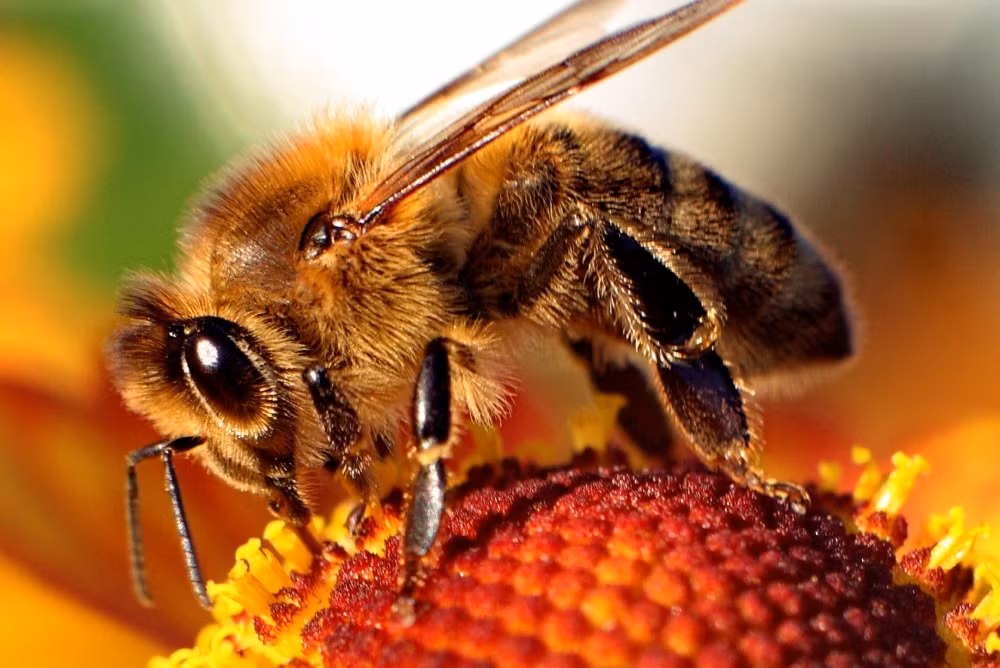 Các nghiên cứu cũng đã chỉ ra nhiều loài động vật khác có khả năng “đánh hơi” thảm họa cực tốt. Điển hình như loài ong bé nhỏ. Bạn sẽ không bao giờ nhìn thấy con ong nào trước khi trời mưa bởi chúng có thể cảm nhận được độ ẩm trong không khí.