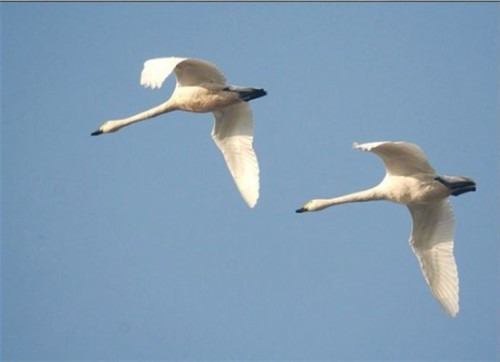 Không chỉ chó, một số loài chim cũng có thể cảm nhận được thảm họa đang đến gần. Chính vì thế, chúng bay đi tìm chỗ ẩn náu an toàn trước khi sóng thần hay bão đổ bộ.